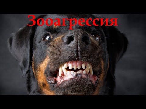 Видео: 21. Агрессия к собакам. Зооагрессия