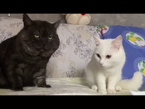 Видео: День, который ждут 