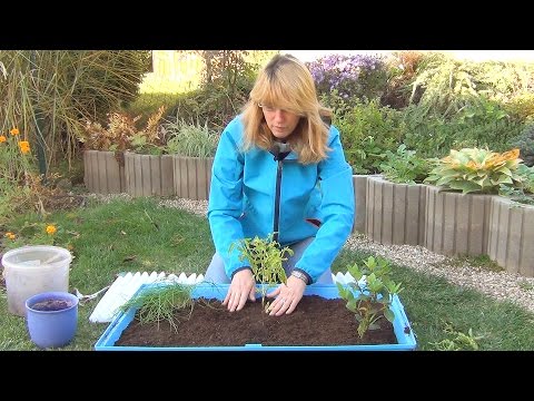 Видео: Домашний огород (ч.1). Травы.