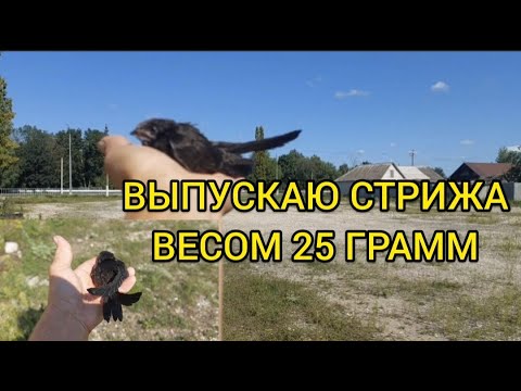 Видео: ВЫПУСКАЮ СТРИЖА ВЕСОМ В 25 ГРАММ