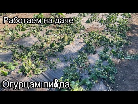Видео: Огурцы Засохли | Что Теперь Делать😱 Уход за Вишней | Опрыскиваем Кукурузу 