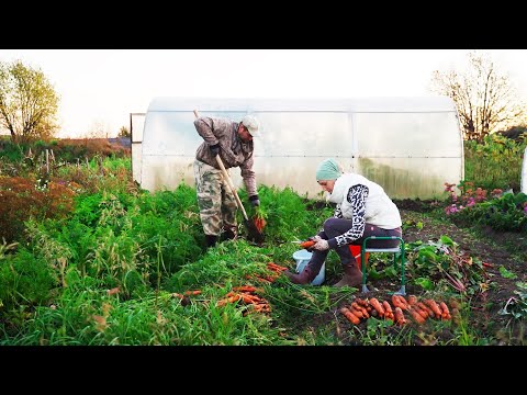 Видео: КРЕСТЬЯНСКОЕ ХОЗЯЙСТВО МОЛОДОЙ СЕМЬИ В ДЕРЕВНЕ | НАШ УРОЖАЙ 2025 | СЕМЬЯ ВОЮЕТ, А ОДИН ГОРЮЕТ 