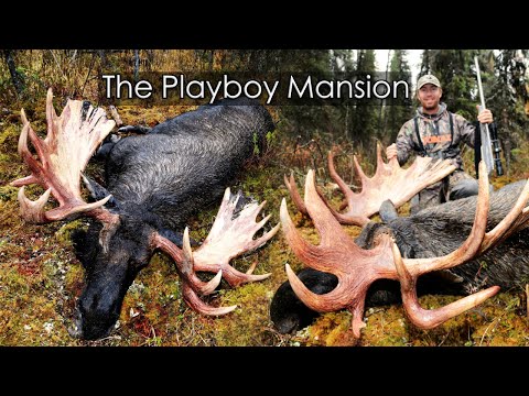 Видео: ГИГАНТСКИЙ ЮКОНСКИЙ ЛОСЬ С КАПЛЯЩИМИ ЗУБЬЯМИ! | Охотьтесь из заброшенной хижины охотника под назв...