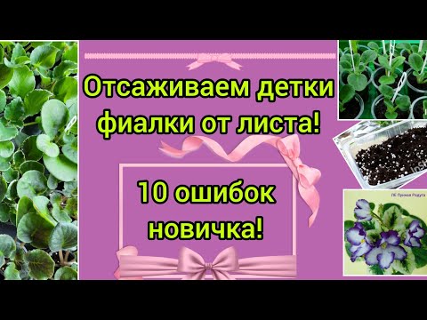 Видео: Отсаживаем детки фиалки от листа правильно! Чтобы они не погибли не допустите этих ошибок!