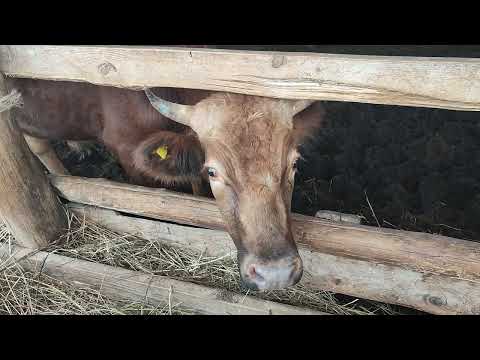 Видео: Хозяйство не только на курах держится