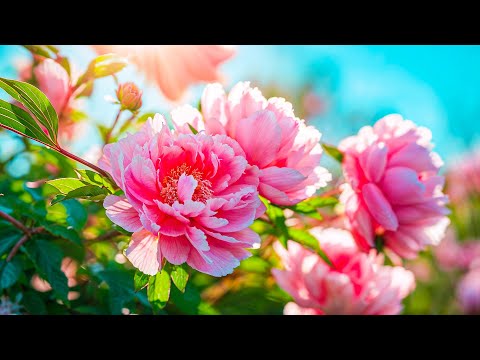 Видео: Лечебная фортепианная музыка🌿 успокаивающие мелодии для снятия стресса и эмоционального исцеления