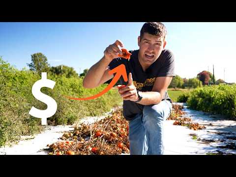 Видео: Стоимость этого помидора вас шокирует