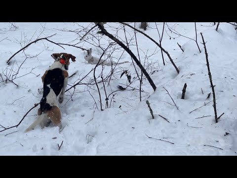 Видео: Охота на зайца с эстонской гончей ! Белячка взяли !!!