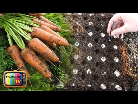 Видео: ПОСЕВ МОРКОВИ БЕЗ ПРОРЕЖИВАНИЯ И ПРОПОЛКИ СЕКРЕТ МУДРЫХ ОГОРОДНИКОВ