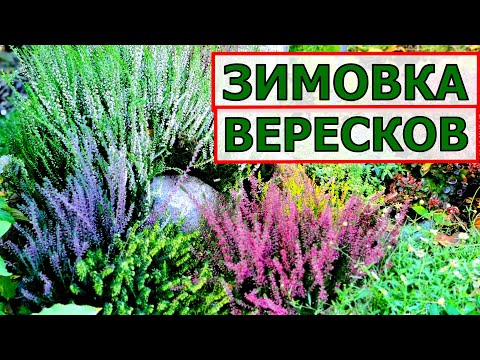 Видео: Пропадают ВЕРЕСКИ? Сделайте им  правильную зимовку