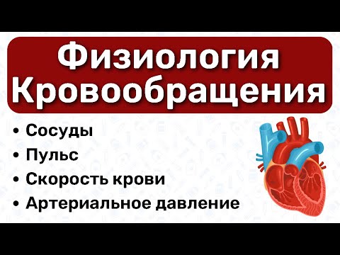 Видео: Физиология кровообращения: физиология давления, артериальное давление, пульс, гемодинамика