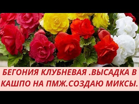 Видео: Высаживаю Бегонию в кашпо на постоянное место. Миксы из бегоний.Состав грунта для бегонии .Удобрения