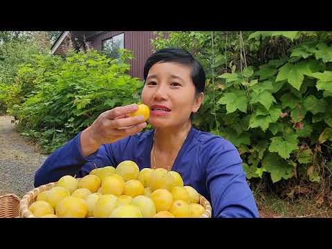 Видео: СБОР ЦЕЛОЙ КОРЗИНЫ СЛАДКИХ ЗОЛОТИСТЫХ ПЕРЬЕВ