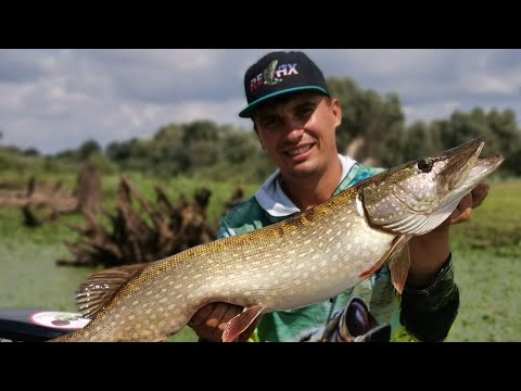 Видео: Рыбалка на Припяти.Ловля Сома на квок. Ловля крупной Щуки на крупную резину и Воблера #рыбалка #лето