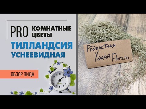 Видео: Тилландсия уснеевидная - растение без горшка и почвы | Экзот, эпифит и просто стильная штучка