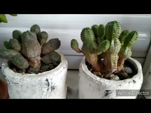 Видео: Моя коллекция Еуфорбии 38шт.🌵Три года спустя