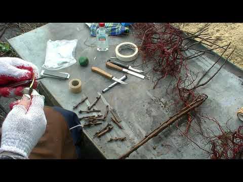 Видео: Прививка улучшенной копулировкой, мой любимый способ прививки растений.