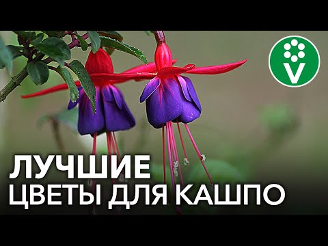 Видео: НЕ ТОЛЬКО ПЕТУНИЯ! 20 ЭФФЕКТНЫХ ЦВЕТОВ ДЛЯ КАШПО, от красоты которых захватывает дух