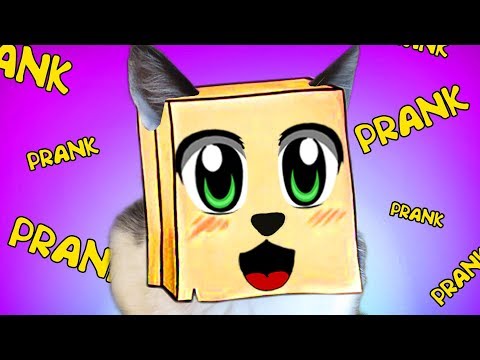 Видео: САМЫЕ СМЕШНЫЕ ПРИКОЛЫ С КОТАМИ МАЛЫШОМ И МУРКОЙ! Смешные игры! новые НОВОГОДНИЕ РАЗВЛЕЧЕНИЯ с котами