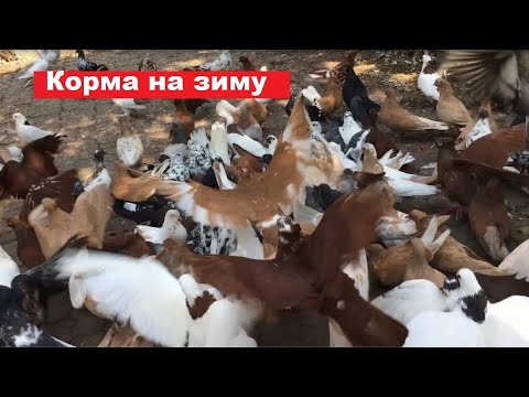 Видео: Какие корма можно приготовить на зиму ?
