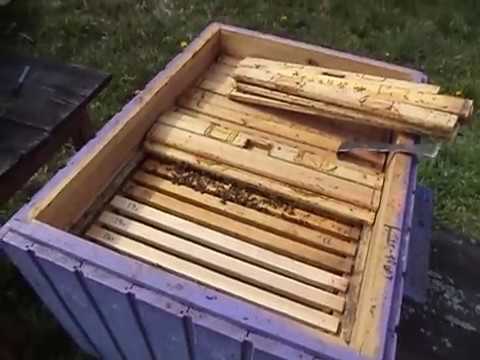 Видео: Полное Расширение Гнезда ПЧЕЛ вощиной.