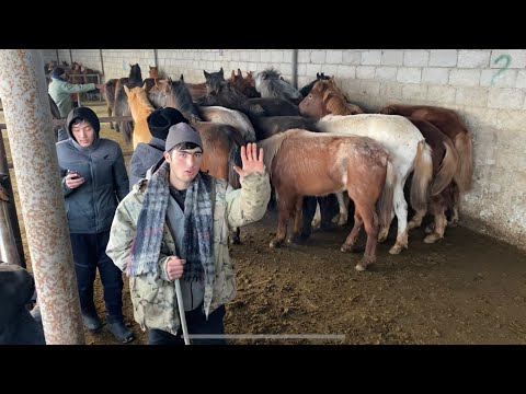 Видео: Туркестан Мал Базар. Жылкы Айғыр Бие Байтал Тай Жабағы 17.12.2023