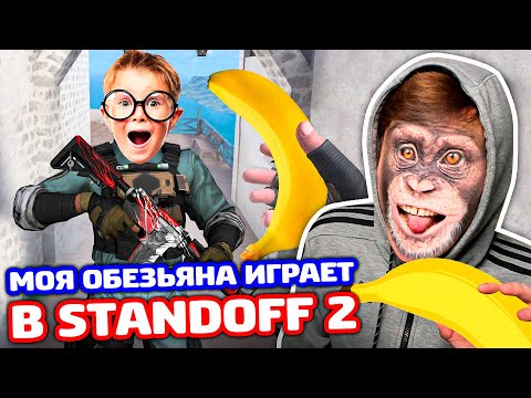Видео: МОЯ ОБЕЗЬЯНА ИГРАЕТ В STANDOFF 2!