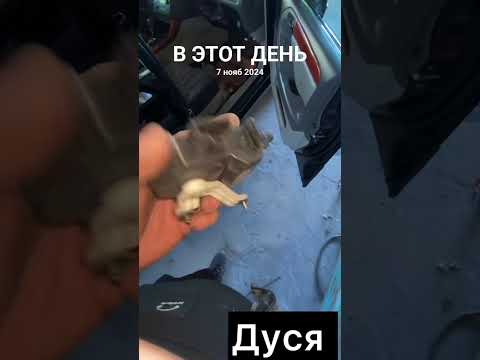 Видео: #дусяшым 