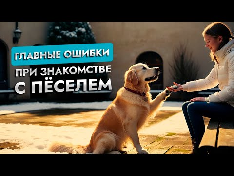 Видео: Как правильно здороваться с собаками?  | Советы кинолога | ЛавГав