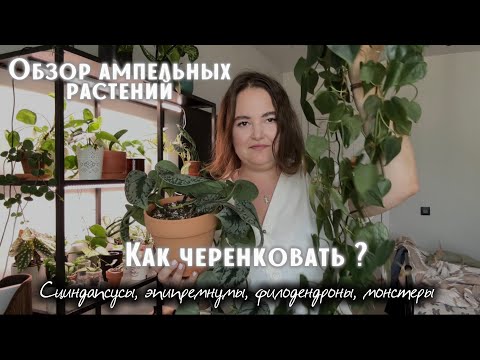 Видео: ОБЗОР ампельных РАСТЕНИЙ | ЧЕРЕНКУЮ эпипремнум, филодендрон, монстеру, сциндапсус | ФОРМИРУЮ кустик