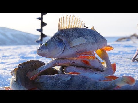 Видео: КОНЕ-ОКУНИ!!! КРУПНЫЙ ОКУНЬ зимой на козу. Безмотылка - любимая рыбалка!