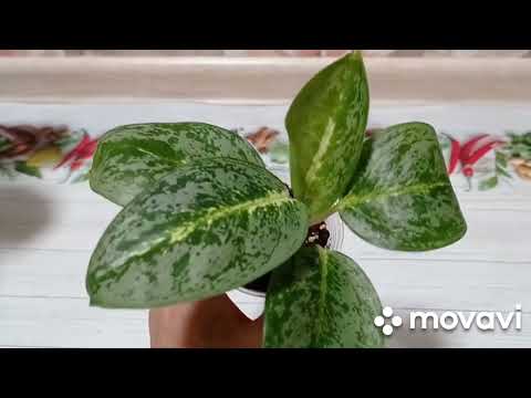 Видео: Комнатные цветы. Обзор моих зелёных аглаонем.