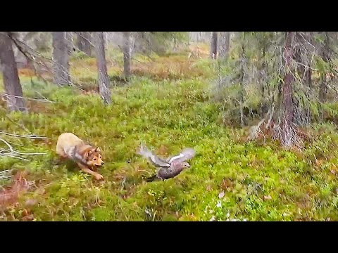 Видео: ПЕРВАЯ РАБОТА Чипы / ОХОТА НА РЯБЧИКА И ТЕТЕРЕВА / ночная охота на лису / НАРЕЗКА ХОРОШИХ МОМЕНТОВ.