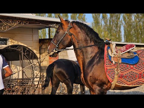 Видео: ИМПЕРАТОР САМАТТАН