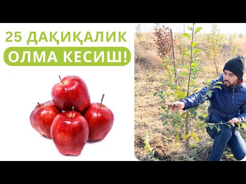 Видео: ЁШ ОЛМА КЎЧАТЛАРИНИ КЕСИШ ҲАҚИДА ТЎЛИҚ ДАРС!
