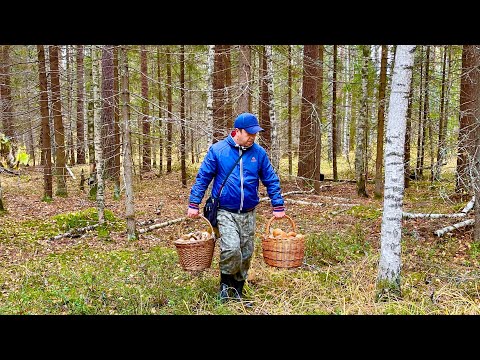 Видео: В ЭТОМ ЛЕСУ МНОГО БЕЛЫХ ГРИБОВ! Нетронутый лес с боровиками! Грибы