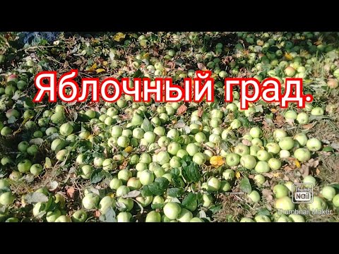 Видео: Яблочный град на земле.#яблоки #осень#обзордачи 