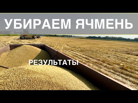 Видео: Уборка ячменя 2023. Результаты