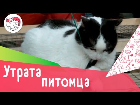 Видео: 5 советов, как пережить смерть питомца