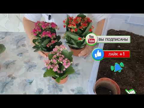 Видео: Каланхое гүлдөбөйт....Баардык комментарийге жооп...