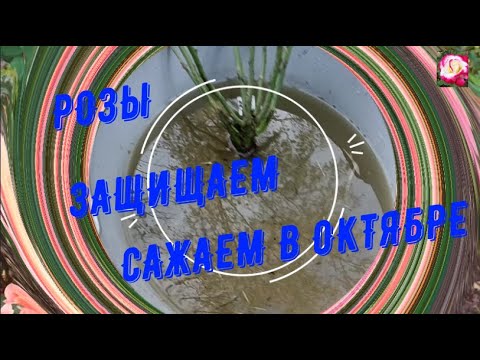 Видео: РОЗЫ В ОКТЯБРЕ