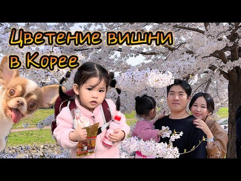 Видео: Гуляем по парку под цветущей вишней, домашняя рутина