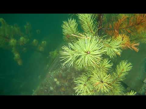 Видео: Затопленная Старая Линза 💧💧💧 | Ураловед