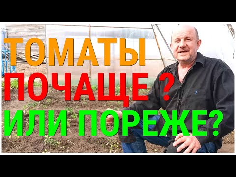 Видео: ТоматПомидор - Идеальное расстояние при посадки. На каком расстоянии сажать Помидоры куст от куста?