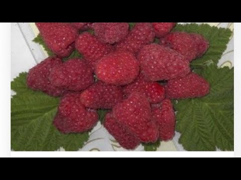 Видео: Малина і Смородина  саджанці,роблю хрін.