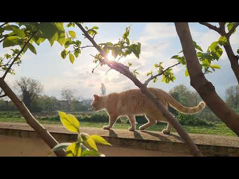 Видео: На праздник уехали к морю