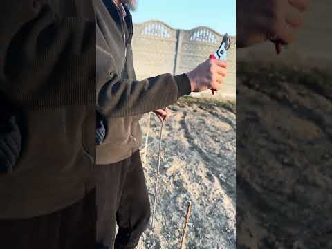 Видео: Жаны эгилген гилас кочот обрезкасы