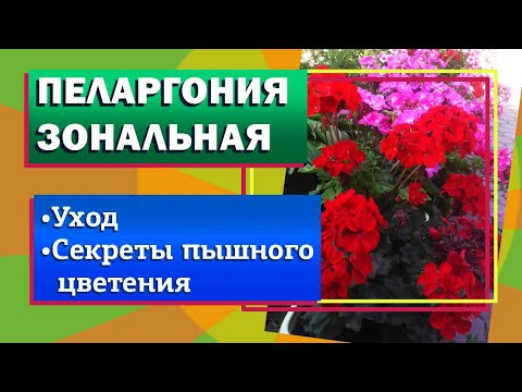 Видео: Пеларгония зональная. Бабушкина герань. Уход. Секреты пышного цветения.