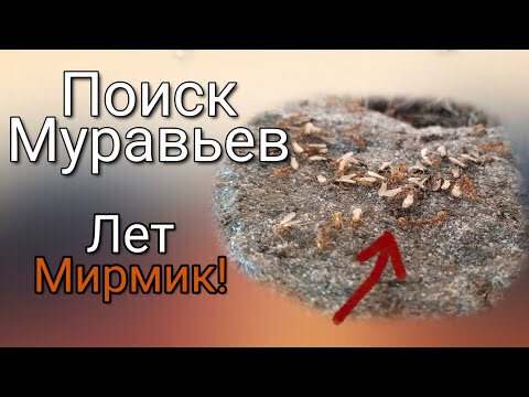 Видео: В Поисках Муравьев! Предстоящий лёт Myrmica!