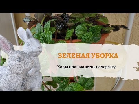 Видео: "Зелёная уборка" комнатных растений. Много "не красивых" )